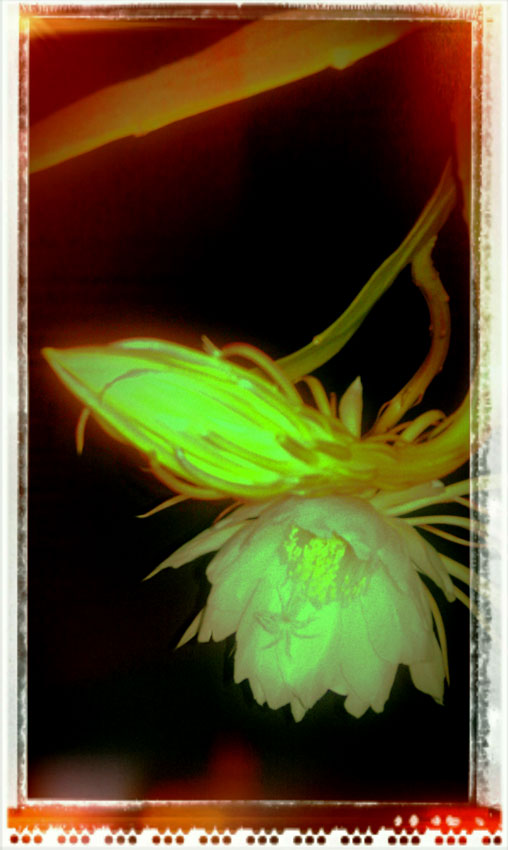polariod